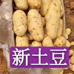 山东肥城新土豆上市，冷库土豆全年供应