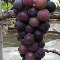 葡萄 多个品种 以质论价 货真价实