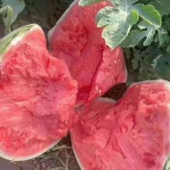 夏邑8424、美都已大量上市