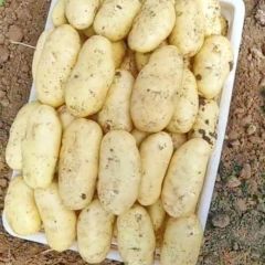 山东滕州荷兰十五土豆大量供应