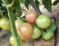 进口番茄种子，口感西红柿品种，越冬季番茄种子价格