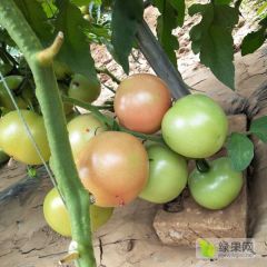 进口番茄种子，口感西红柿品种，越冬季番茄种子价格