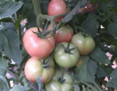 口感西红柿品种，草莓番茄种子，粉果番茄种子