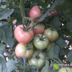 口感西红柿品种，草莓番茄种子，粉果番茄种子