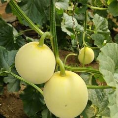 星甜20甜瓜大量上市，又圆又甜，颜色亮，耐运输