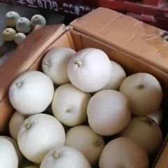 广西北海甜瓜大量上市