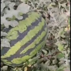 产地直供云南精品西瓜物美价廉！欢迎咨询