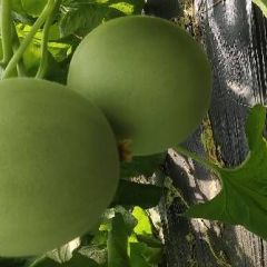 玉菇原产地 大量上市