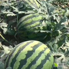 诚信第一，客户至上