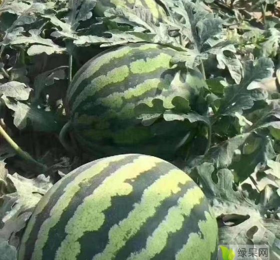 甜王系列价格