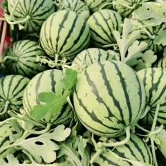 河南金氏瓜果合作社