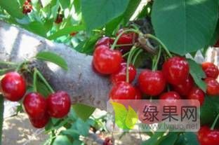 大荔县樱桃熟了，