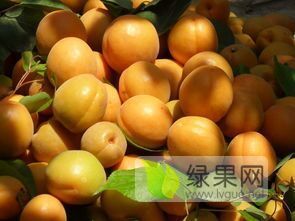 三百亩杏园成熟了， 1357 1345 153