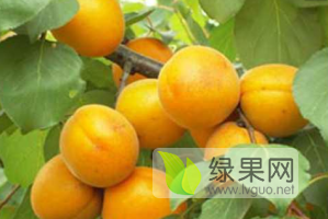 大荔杏园直销，