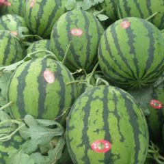 豫鲁冀西瓜代办