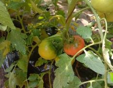 日本水果西红柿，绿色食品安全认证
