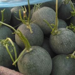 山东莘县洋香瓜生产基地