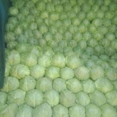 中甘21！价格大落价！