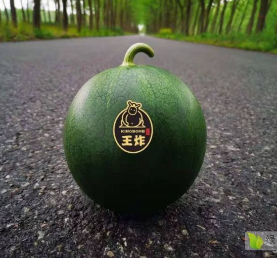 特小凤价格