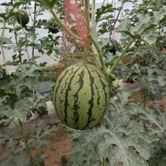 吊瓜938月底成熟，有需要的提前联系，