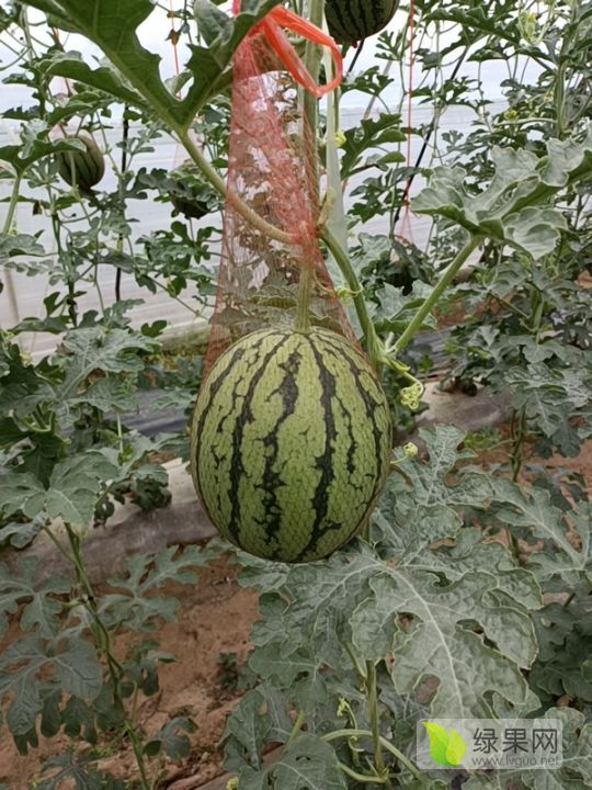 福运来价格