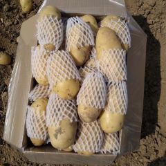 大量供应滕州优质荷兰土豆