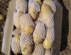 大量供应滕州优质荷兰土豆