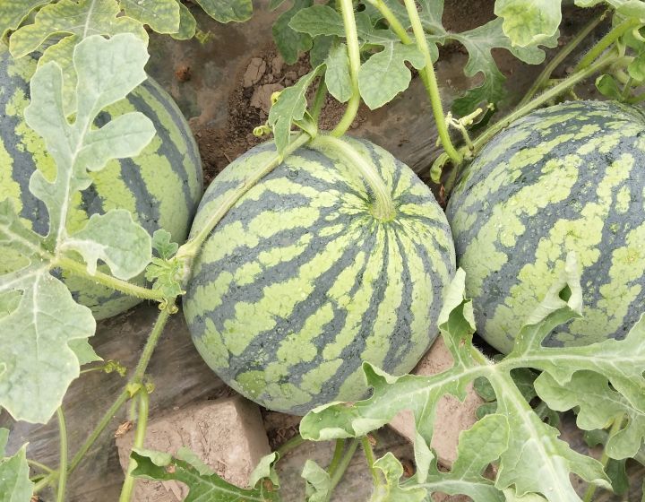 4月到10月           / 8424西瓜 江苏省盐城市东台市三仓镇 联系人