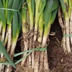 铁杆大葱分葱大量上市