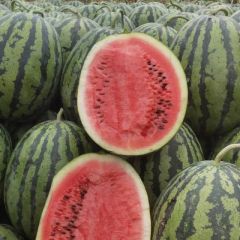 万亩陕西大棚甜王西瓜上市，直播苗甜王甜王西瓜代办