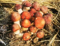 东北基地种植赤松茸，种植面积500亩