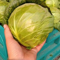 4月25日价格0.18-0.20元／斤