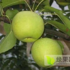 水果代办，代购，代收，代储