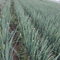 白石岗万亩大葱基地 大量现货出售