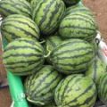 山东青州昌乐大棚 2K 4K 甜王 花皮无籽，薄皮甜瓜大量上市。