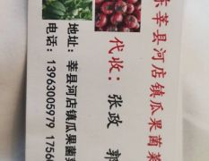 山东省聊城莘县常年代收各类香瓜西红柿