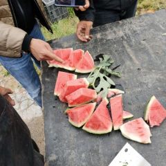 夏邑西瓜之乡，现大棚西瓜大量上市