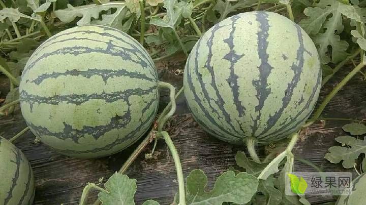 砀山有籽8424西瓜开始上市