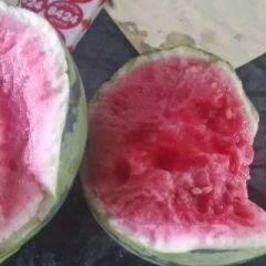 河南省商丘市夏邑县麒麟西瓜，美都，711