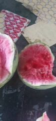 河南省商丘市夏邑县麒麟西瓜，美都，711