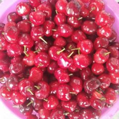 露天大樱桃五一上市