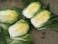 自家种植30亩韩国黄心白菜