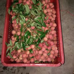 2021年广东茂名高州荔枝代办荔枝代收荔枝代购