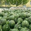 山东西瓜价格批发费县西瓜产地直销长期供应京欣甜王