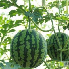 珍惜自然资源，共营生命绿色。