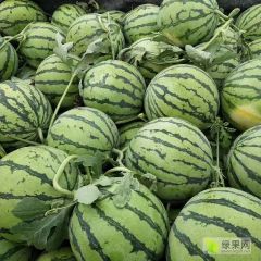 夏邑县8424西瓜基地直发