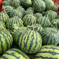 甜王，300吨，欢迎能走的朋友骚扰