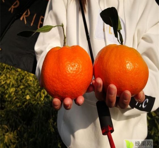 2021年湖南临澧甘平柑橘苗价格
