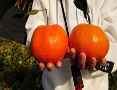 甘平柑橘品种试验种植 甘平营养钵裸根苗基地