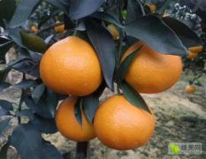 湖南千思农林 红美人柑橘种植基地 无核杂柑爱媛系